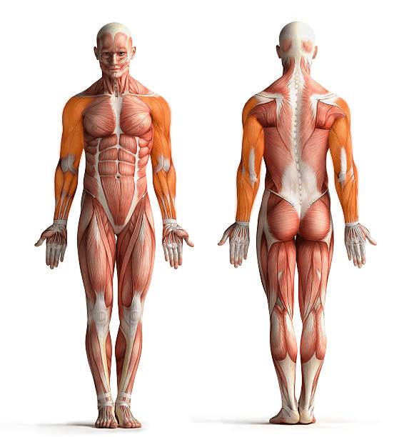 Zvýrazněná oblast: Ruce