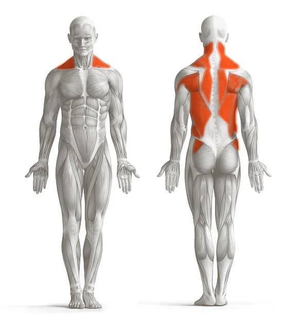 Anatomie svalů, zvýrazněná oblast: Záda a trapézy